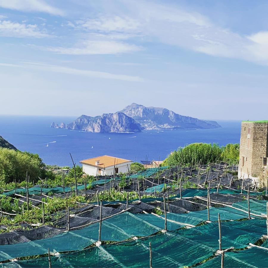 The Dream Villa Massa Lubrense Bagian luar foto